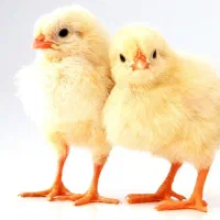 واکسیناتور طیور