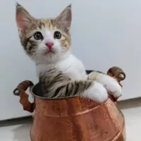 واگذاری رایگان گربه