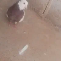 طوق