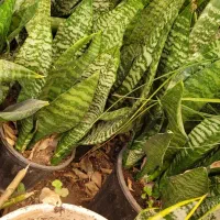 گل و گیاه آپارتمانی|گل و گیاه طبیعی|قزوین, |دیوار