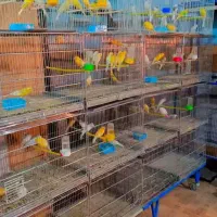 تعداد 70عدد قناری‌ سوپری وسفید طلایی مست پس بالا|پرنده|قم, حنیف نژاد|دیوار