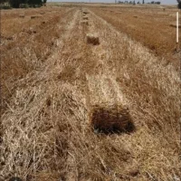سیفال گندم پرس
