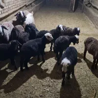 فروش  بره|حیوانات مزرعه|بزینه رود, |دیوار