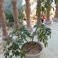 گل شفلرا
