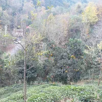 باغ 1000 متری مشجر لب رودخانه|فروش زمین و ملک کلنگی|رانکوه, |دیوار