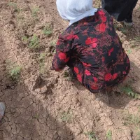 سرکارگرخانم مردانیا**