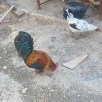 مرغ و خروس گلین لری