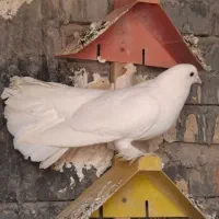 کبوتر دم چتریی