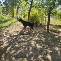 یک عدد رت وایلر اصل برای نگهبان باغ کارخانه جات|سگ|ماکو, |دیوار