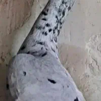 هفت رنگ