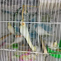 طوطی هلندی لوتینو|پرنده|بابل, |دیوار