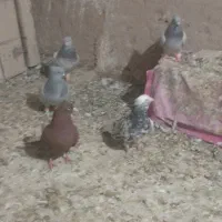 هفت رنگ دم سفید