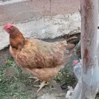 مرغ محلی ، مرندی  و  زینتی   تخم گذار