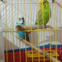 مرغ عشق|پرنده|خرمشهر, |دیوار