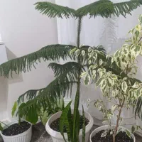 کاج مطبق سرحال