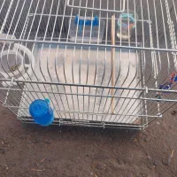 قفس سهره یا سقا|لوازم جانبی حیوانات|کرمان, |دیوار