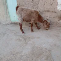 بزغاله ماده