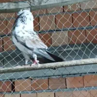 کبوترپرشی تیپی