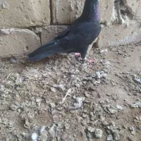 4 عدد کبوتر گرفتنی نر|پرنده|قزوین, |دیوار