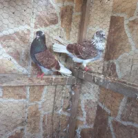 کبوتر پرشی|پرنده|بابل, |دیوار