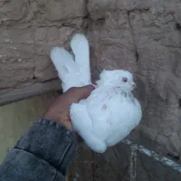 کفتر نر|پرنده|اردکان, |دیوار