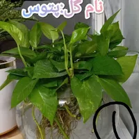 گل عنکبوتی،پتوس،شفلرا،بنجامین