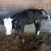 گاونر