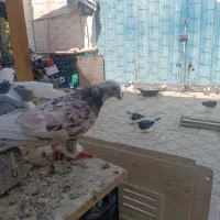 سرور