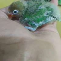 جوجه طوطی برزیلی سرلاکی