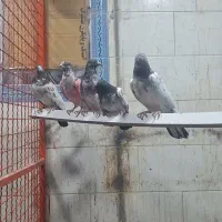 شیخ بلند گرد|پرنده|بندر ماهشهر, |دیوار