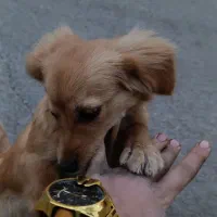 سگ گمشده|حیوانات|ورامین, خیر آباد|دیوار