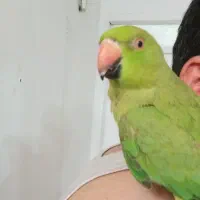 ماده ملنگو دستی و سخنگو