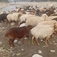 گوسفند های جنگل ی مشتری واقعی فقط تماس بگیرید|حیوانات مزرعه|رامیان, |دیوار