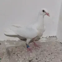 سفید