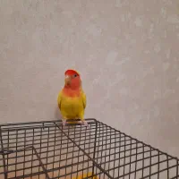 طوطی برزیلی|پرنده|تهران, گرگان|دیوار