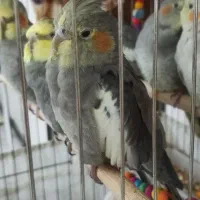 عروس هلندی بالغ نر و ماده|پرنده|اصفهان, ملک|دیوار