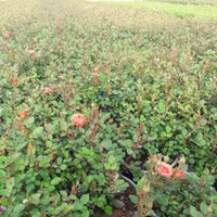 فروش رز و نهال تهران پاکدشت|گل و گیاه طبیعی|پاکدشت, پاکدشت (مامازند)|دیوار