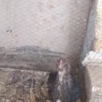 یک عدد جوجه لاری اصل