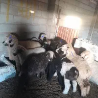 فروش چهارراس بره ماده سبک وزن|حیوانات مزرعه|طسوج, |دیوار