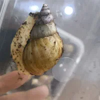 حلزون درجه یک درمانی