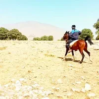 اسب نریان فروشی