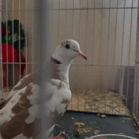 پرنده تزئینی خانگی