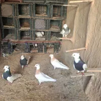 سلام درودپنج جفت طوقی خوب ویک جوجه نرتماس بگیرید