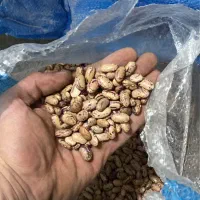 لوبیا چیتی خارجی(ازبکی)|خوردنی و آشامیدنی|شیراز, طلاب|دیوار