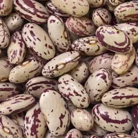 لوبیا قرمز و چیتی بوجاری