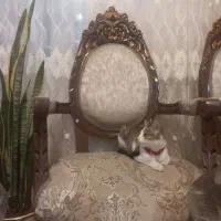 واگذاری بچه گربه