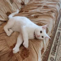 گربه پرشین نر