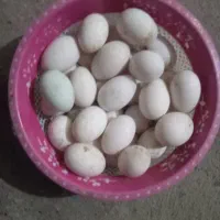 تخم اردک ندفه دار موجوداست