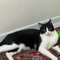 گربه dsh|گربه|اصفهان, وحید|دیوار