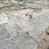 مرغ و خروس محلی|حیوانات مزرعه|قرچک, محمد آباد|دیوار